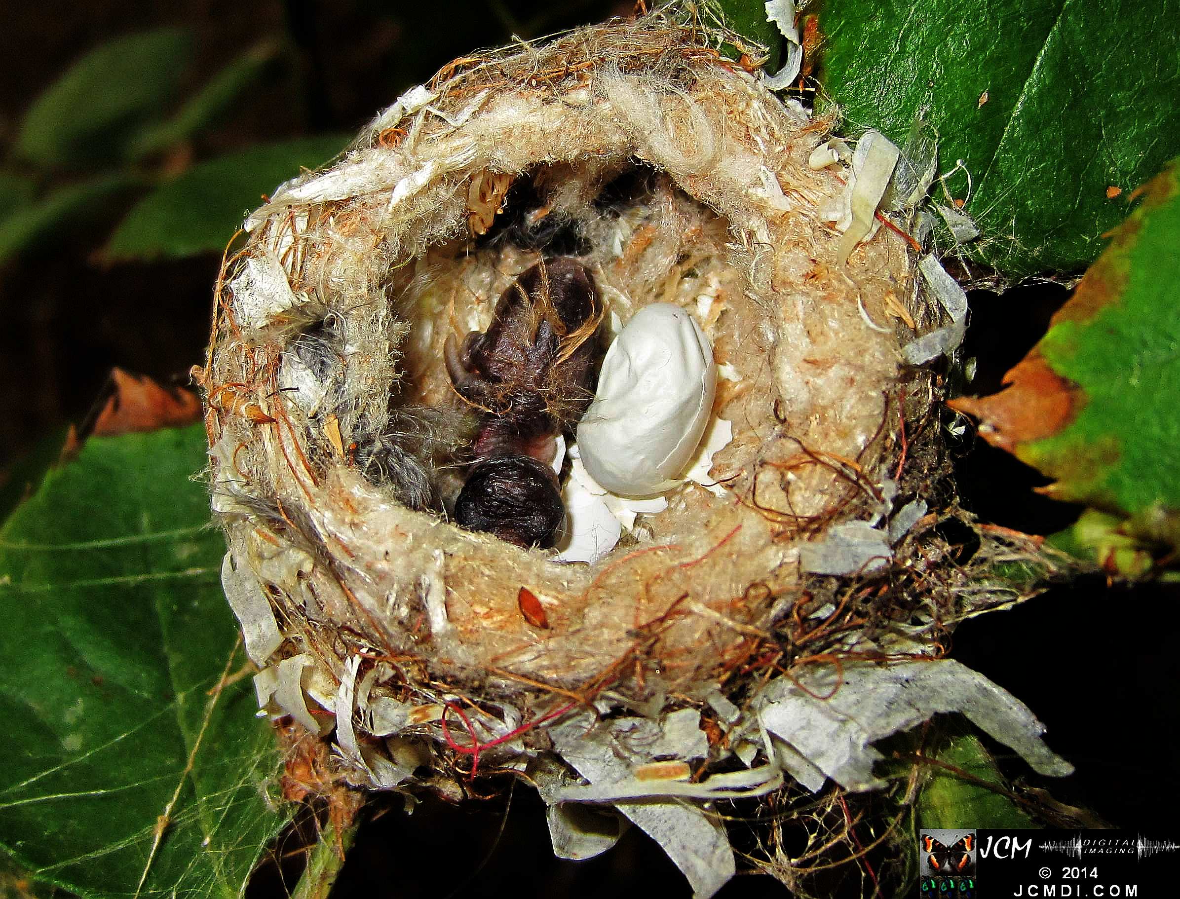 Allens Hummingbird nest with chick and egg